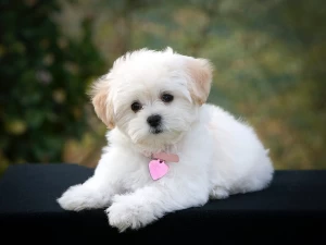 8 Most Adorable Dog Breeds That Always Look Like Puppies